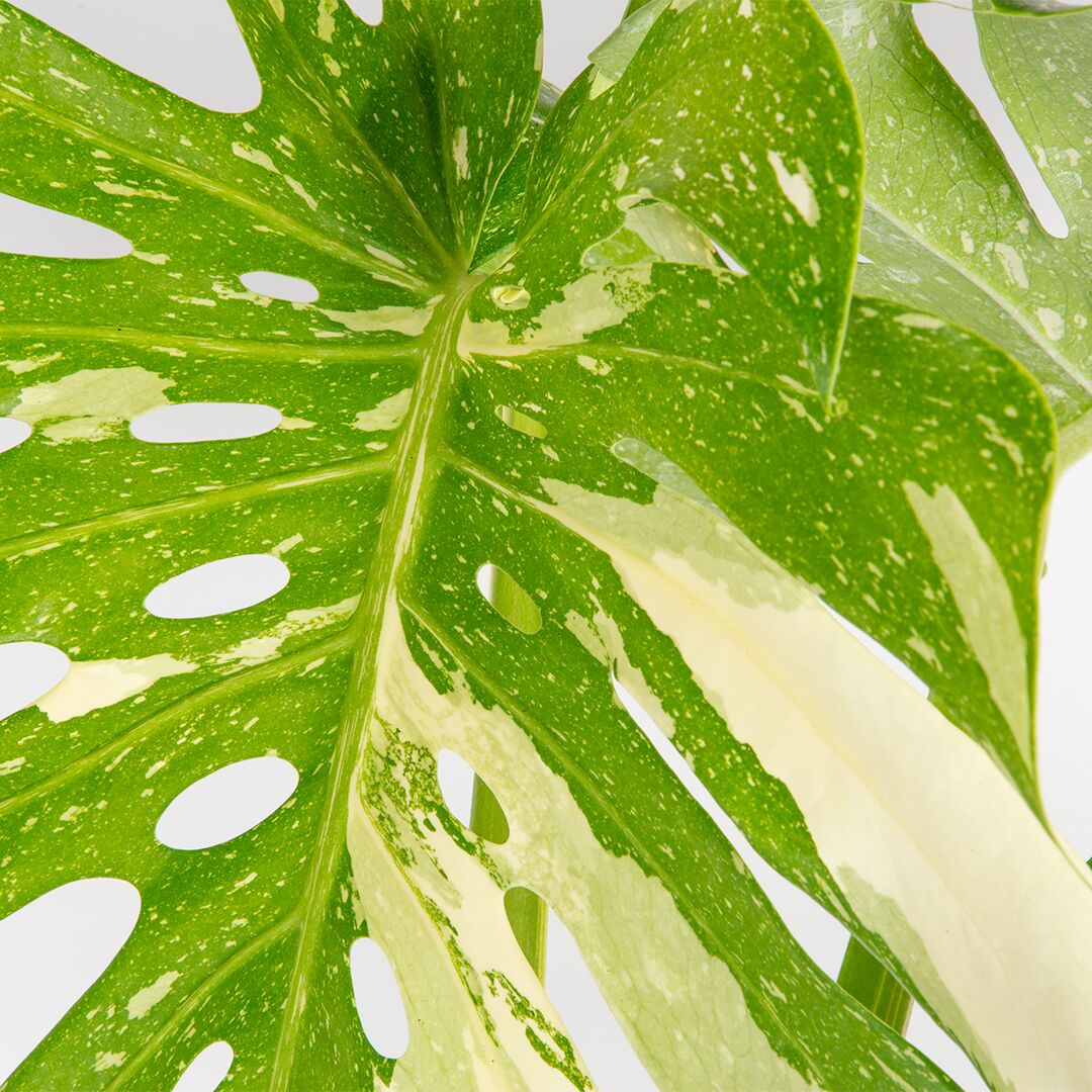 Thai Constellation | large – Costa Farms