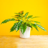 Tiger Tooth Philodendron | Large