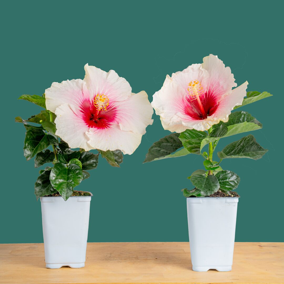 dwarf double white hibiscus potted plant Tropical Hibiscus Flora | small