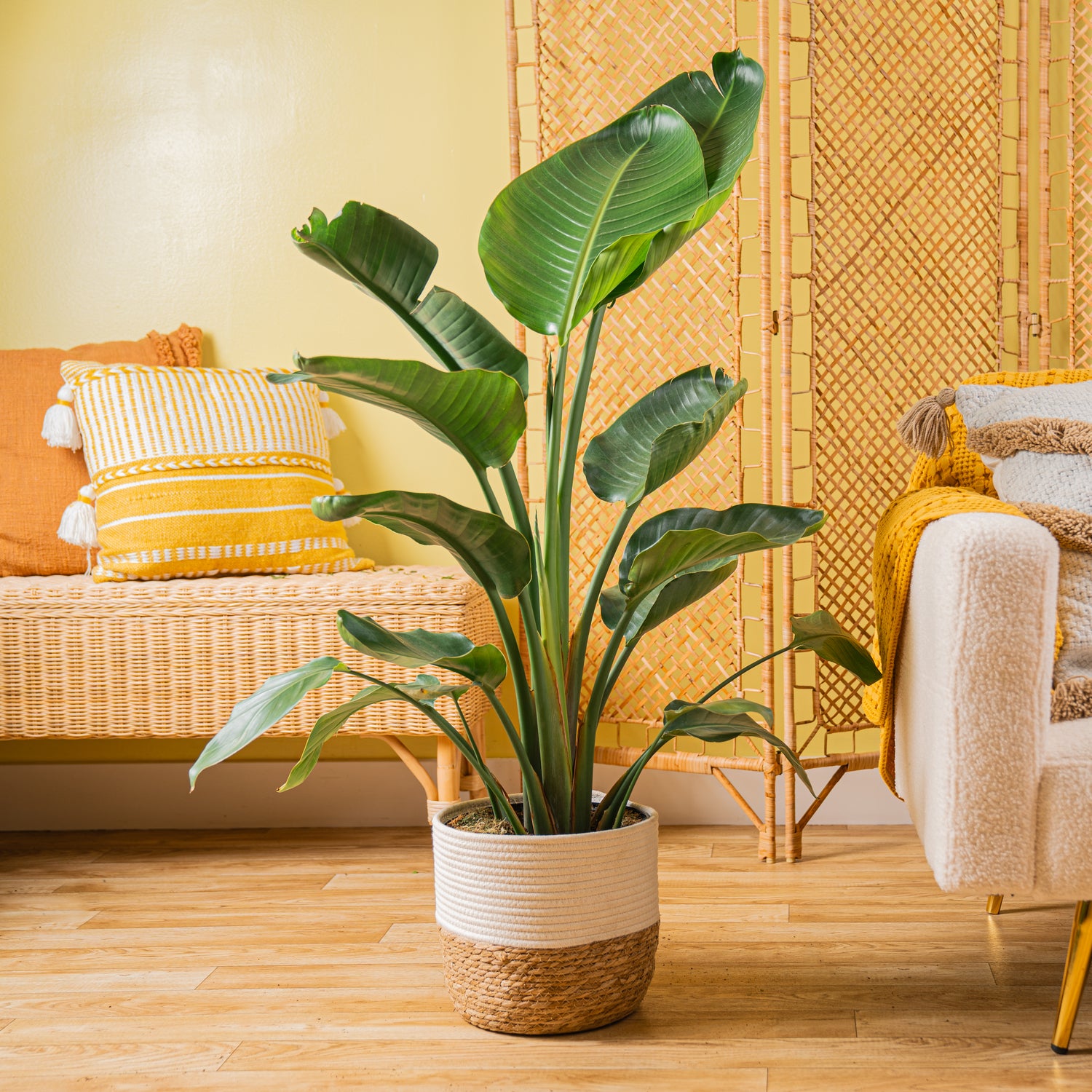 Buy bird of paradise plant discount