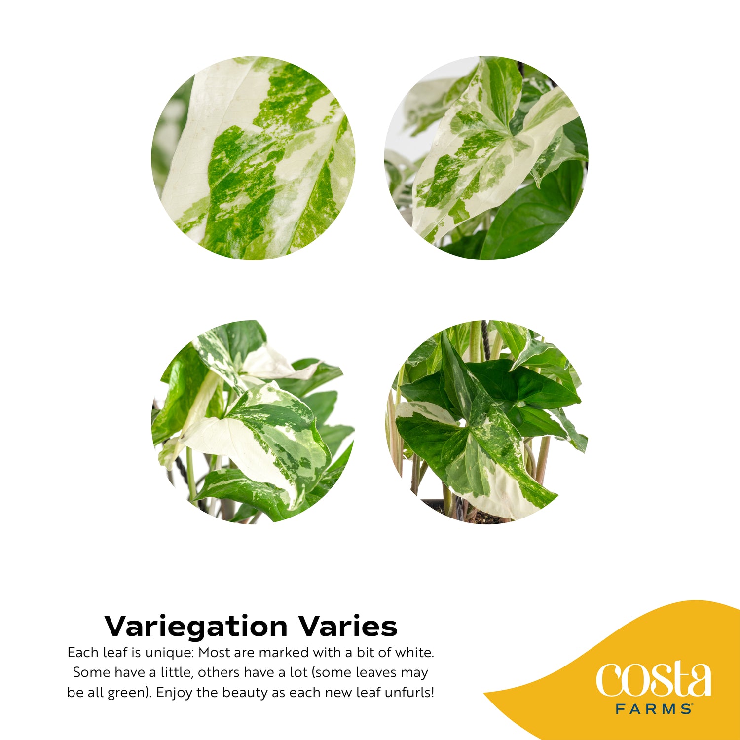 syngonium vs pothos Albo Syngonium