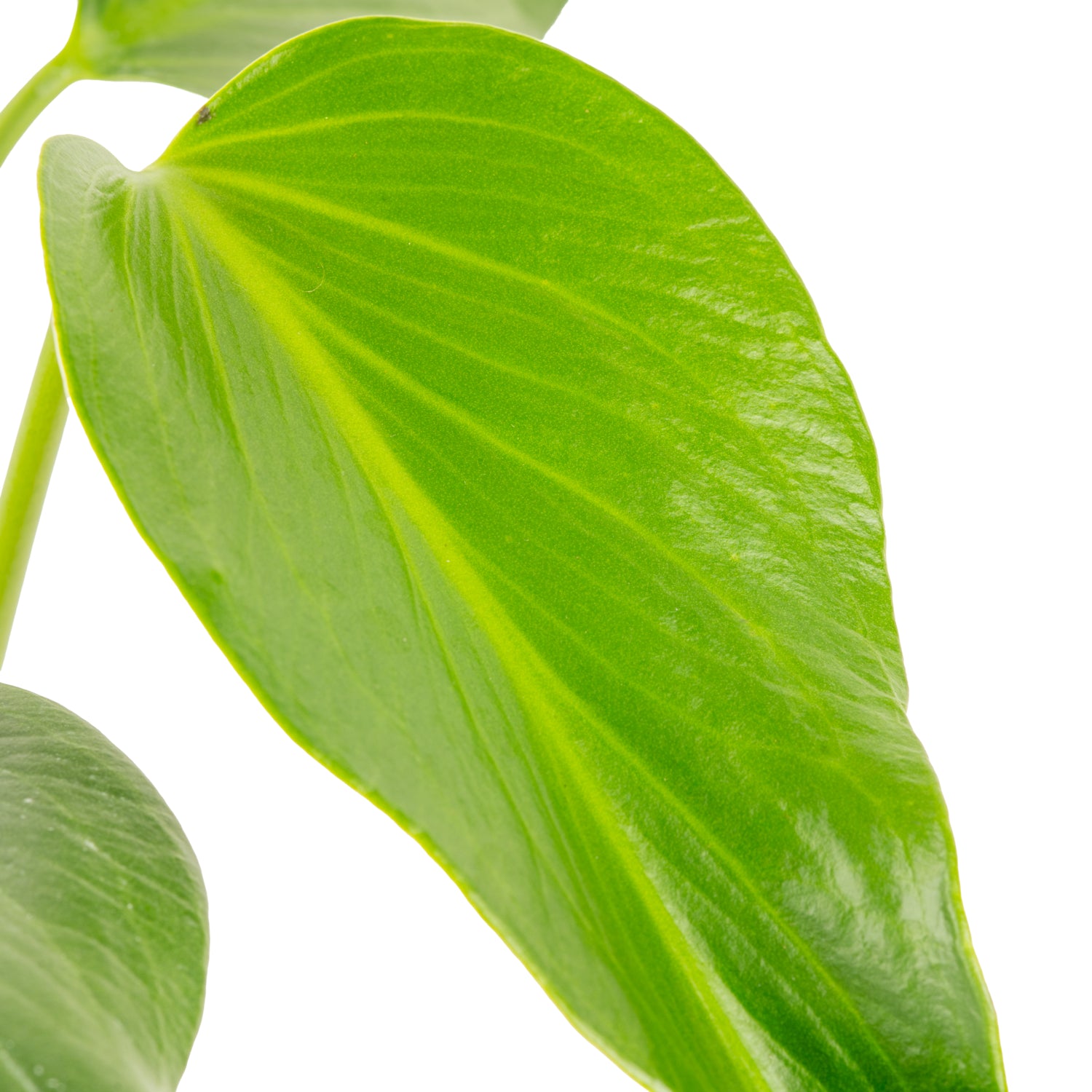 Monstera Burle Marx Flame | medium – Costa Farms