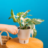 A Monstera Lechleriana Albo plant sits on a orange coffee table. A hand extends out with scissors to trip the foliage. The backdrop is a bright blue.