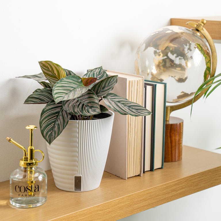 Shot of plant in a Wick and Grow pot on a bookshelf