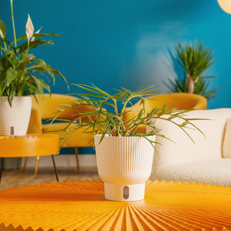 Houseplants on coffee table and end table in a living room