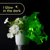 Firefly Petunia | Mini