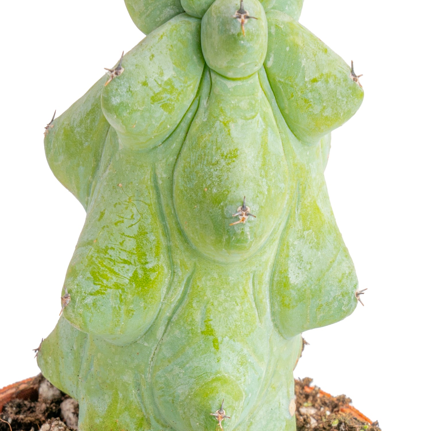 Cactusプロフィ必読様 Fukuro Cactus | teacup – Costa Farms