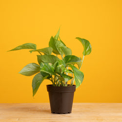 Ficus Shivereana | Medium