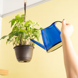 An Albo Syngonium plant hangs from the ceiling in a black grower's hanging basket. An arm stretches upwards to water the plant with a transparent blue watering cup. The wall in the background is yellow & the plant boasts beautiful green foliage with white variegation.
