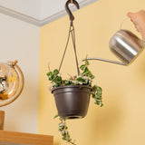 A Variegated Rope Hoya hangs from a ceiling in a black hanging grower's basket. A hand extends out to water the plant with a silver watering can.