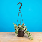 A variegated rope hoya plant sits in a black grower's hanging basket with a bright blue back-drop.