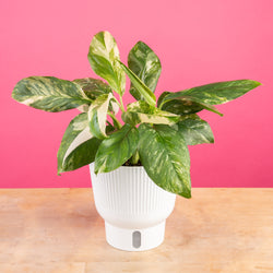 A medium 6in Alocasia Silver Dragon plant sits on a light wooden table with a bright pink backdrop. The plant has very unique pointed leaves with a silvery light shade of green and arrow shaped. The leaves also have some texture.