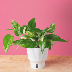 An Albo Pothos plant in a 6in diameter white self-watering container sits on a light wooden table with a bright pink backdrop. The leaves are pointed and vine downwards with green and white variegated foliage.