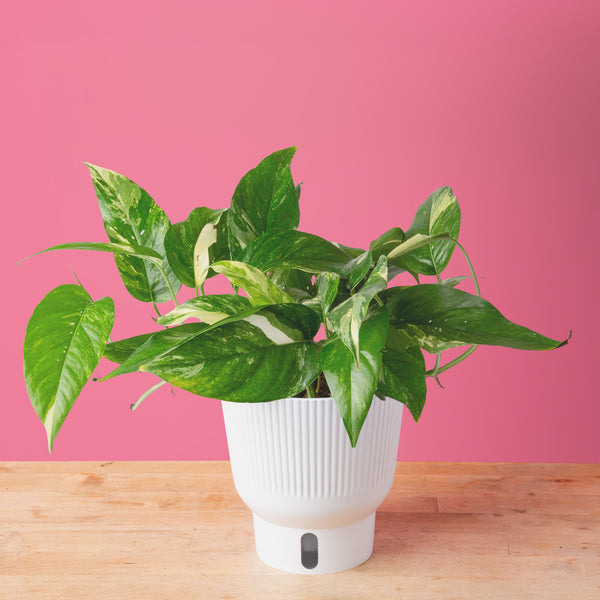 An Albo Pothos plant in a 6in diameter white self-watering container sits on a light wooden table with a bright pink backdrop. The leaves are pointed and vine downwards with green and white variegated foliage.