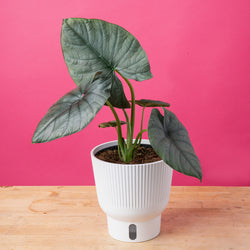 An Albo Pothos plant in a 6in diameter white self-watering container sits on a light wooden table with a bright pink backdrop. The leaves are pointed and vine downwards with green and white variegated foliage.