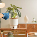A medium 6in Alocasia Silver Dragon plant sits on a light wooden shelf. A hand wearing fuzzy blue gloves extends our to tend the plant. The plant has very unique pointed leaves with a silvery light shade of green and arrow shaped. The leaves also have some texture.