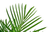 A large bamboo plant close up foliage with a white backdrop.