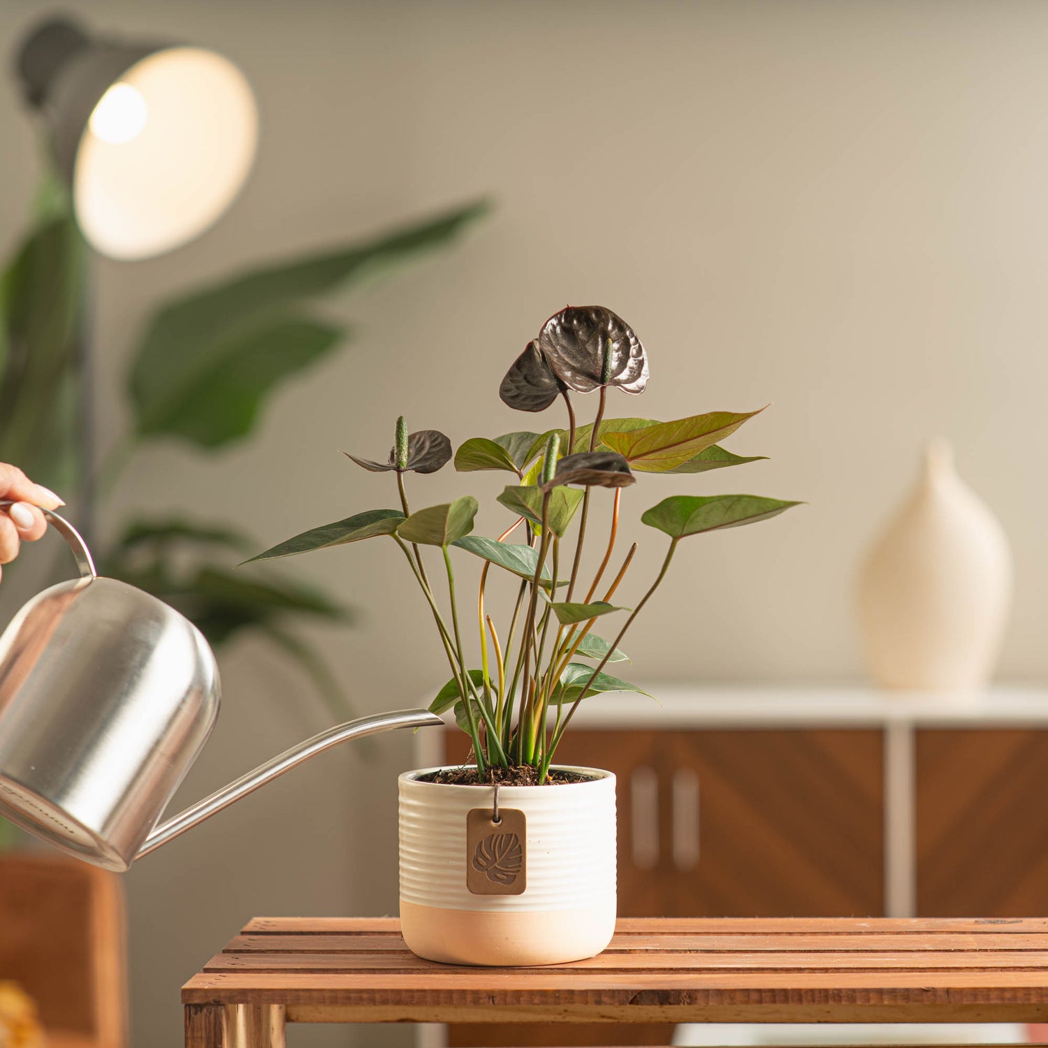 Chocolate Anthurium | small – Costa Farms