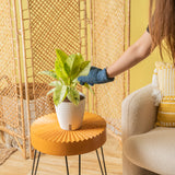 A Ficus Shivereana plant in a white self-watering decor container. A hand extends out with blue fuzzy gloves to tend to the plant.