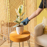 A medium Ficus Tineke plant sits on a round bright orange coffee table. The plant has beautiful shades of milky white & green colors. It is in a white self-watering decor container. A hand extends out with blue fuzzy gloves to tend the plant.