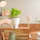 A Global Green plant sits on a light wooden shelf. A hand extends out with a pair of shears to trim the foliage. The plant boasts beautiful medium-sized leaves with varying shades of green and yellow. The plant is inside a white self-watering decor container.