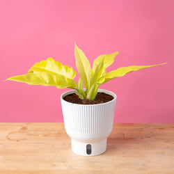 A medium 6in Alocasia Silver Dragon plant sits on a light wooden table with a bright pink backdrop. The plant has very unique pointed leaves with a silvery light shade of green and arrow shaped. The leaves also have some texture.