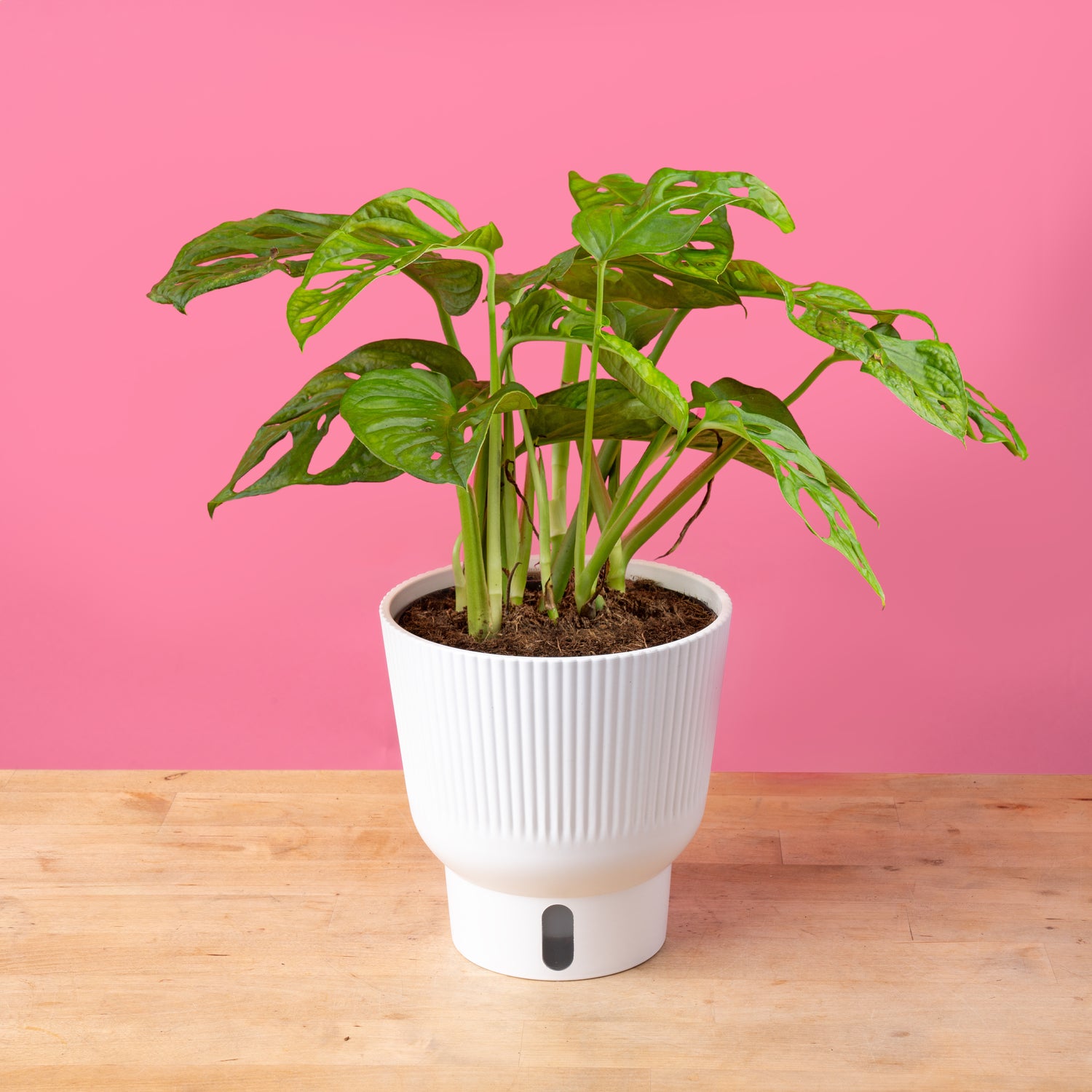 Little Swiss Monstera – Costa Farms