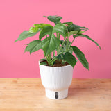 Mini Monstera | medium