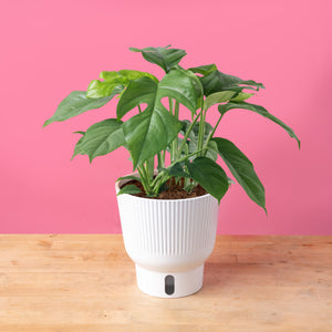 Mini Monstera | medium