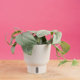 A Platinum Java plant sits on a light-wooden table with a bright pink backdrop. The plant has beautiful & unique light green leaves.