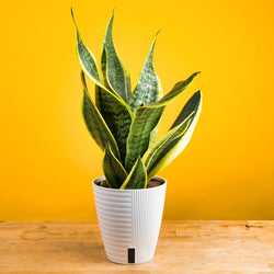 A medium sized Ponytail Palm plant in two tone cream and white ceramic planter set against a bright yellow backdrop and light wood table.