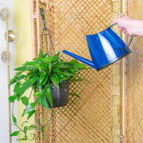 A Skeleton Key plant hangs from a rattan rack while a hand extends out with a blue watering can to water the soil. The plant is in a black grower's hanging basket. The leaves vine downwards and have a pointed shape. The mature leaves have a unique skeleton-key shape.