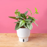 A medium 6in Sterling Silver plant sits on a light wooden table with a bright pink backdrop. The unique leaves grow upwards and have beautiful silvery leaves. It is inside a white self-watering decor container.