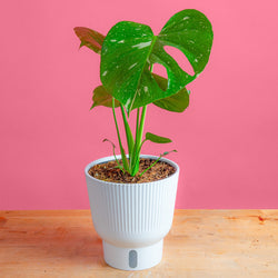A medium 6in Sterling Silver plant sits on a light wooden table with a bright pink backdrop. The unique leaves grow upwards and have beautiful silvery leaves. It is inside a white self-watering decor container.
