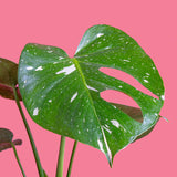 A close-up foliage shot of the Thai Constellation leaf.