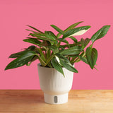 A Monstera Cobra plant sits on a light wooden table with a bright pink backdrop. The foliage is a dark green with white variegation. The leaf shape is a rounded-pointed shape.