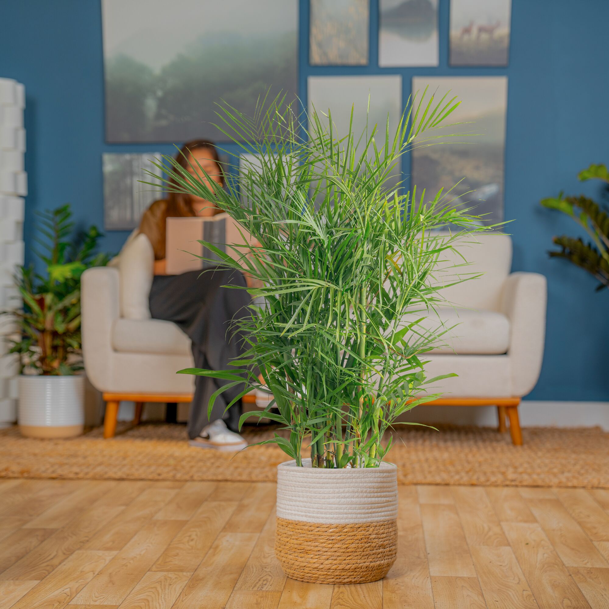 Where Should Bamboo Be Placed in a Home: Ultimate Placement Guide