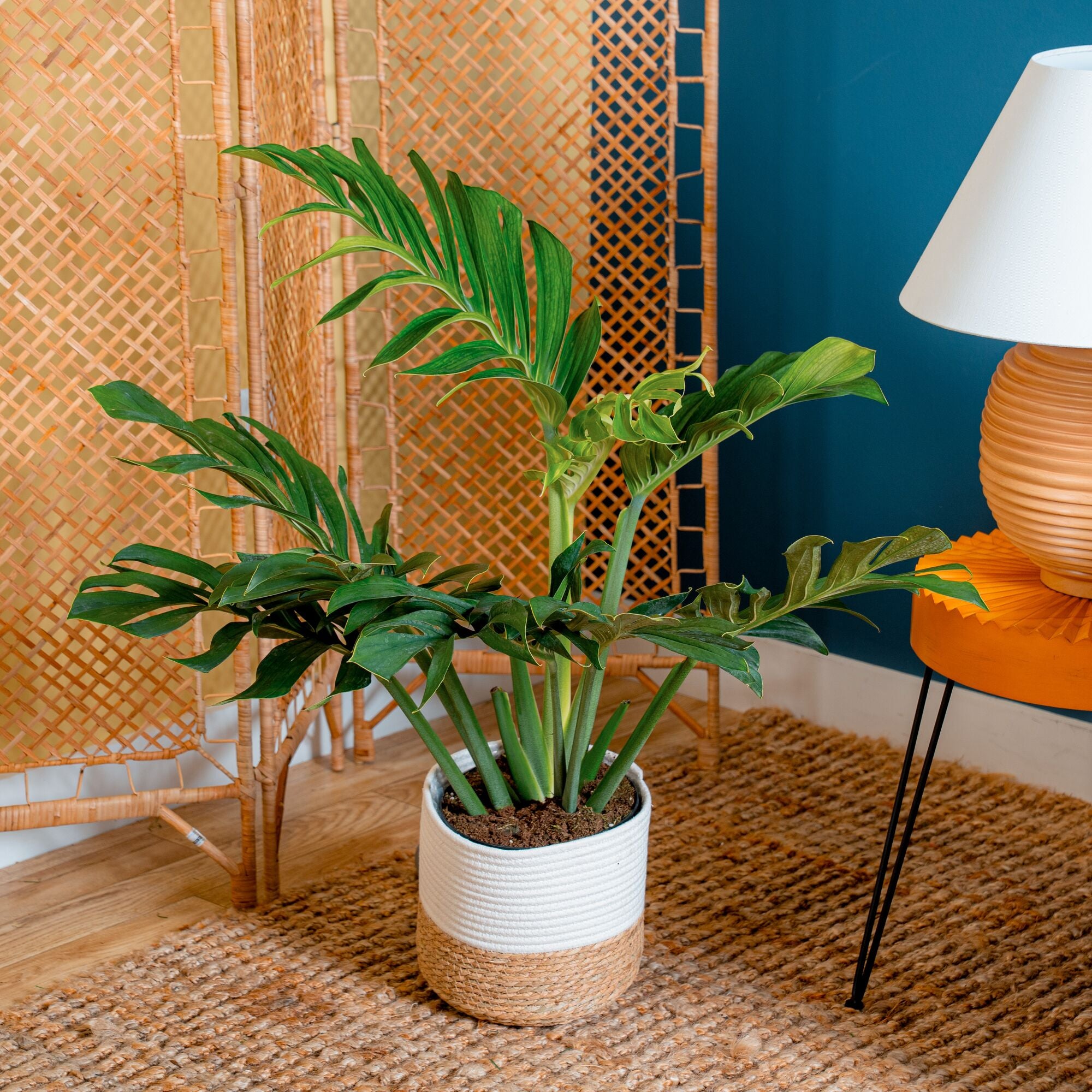 Monstera Pinnatipartita