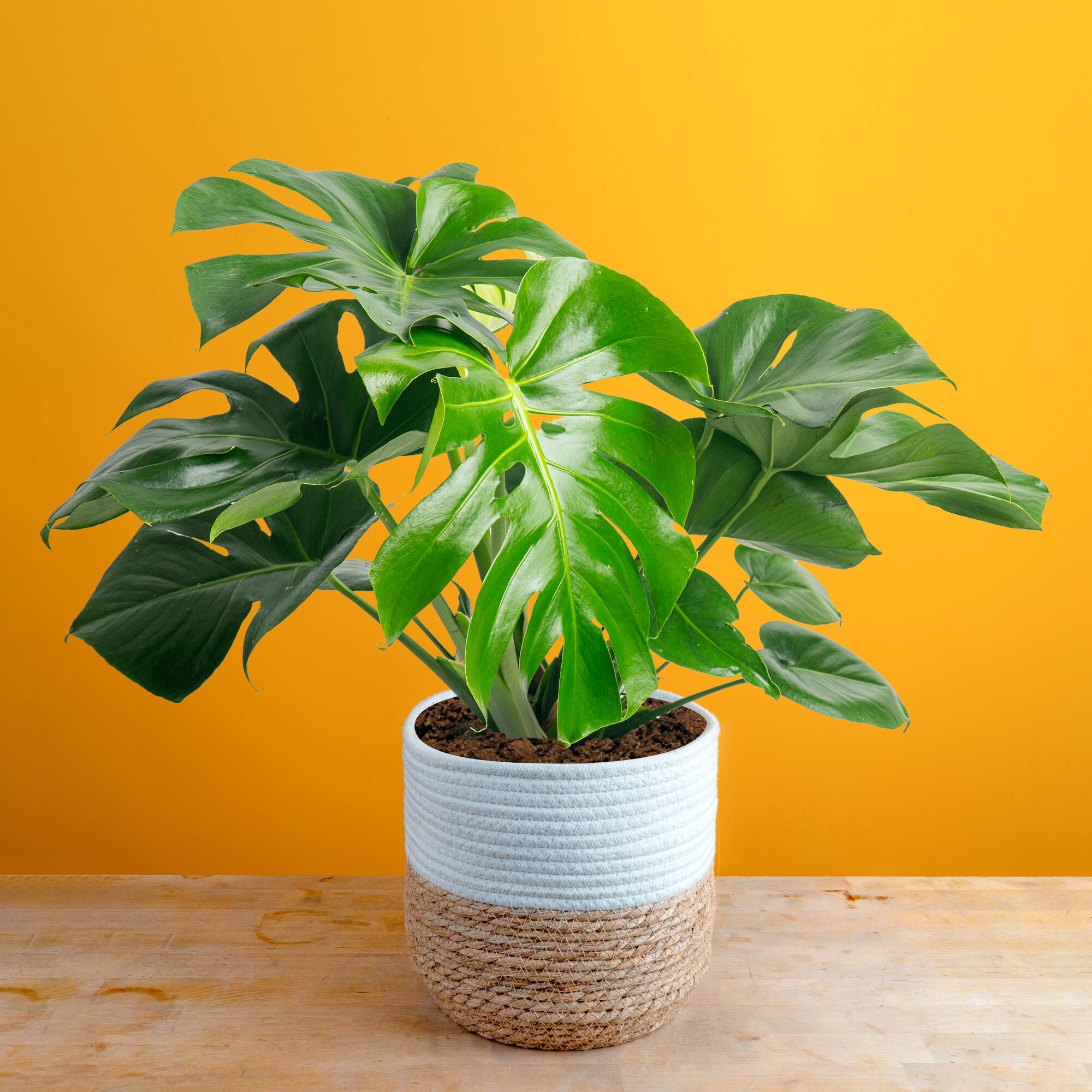 large monstera plant Monstera Deliciosa