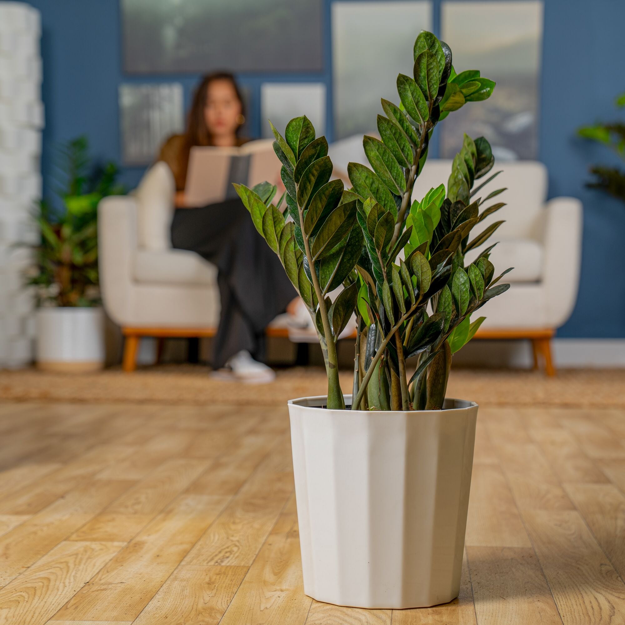 zz gem plant Raven ZZ Zamioculcas ‘Dowon’
