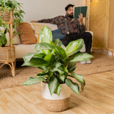 Silver Bay Aglaonema | large