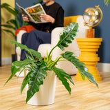 Tiger Tooth Philodendron | Large