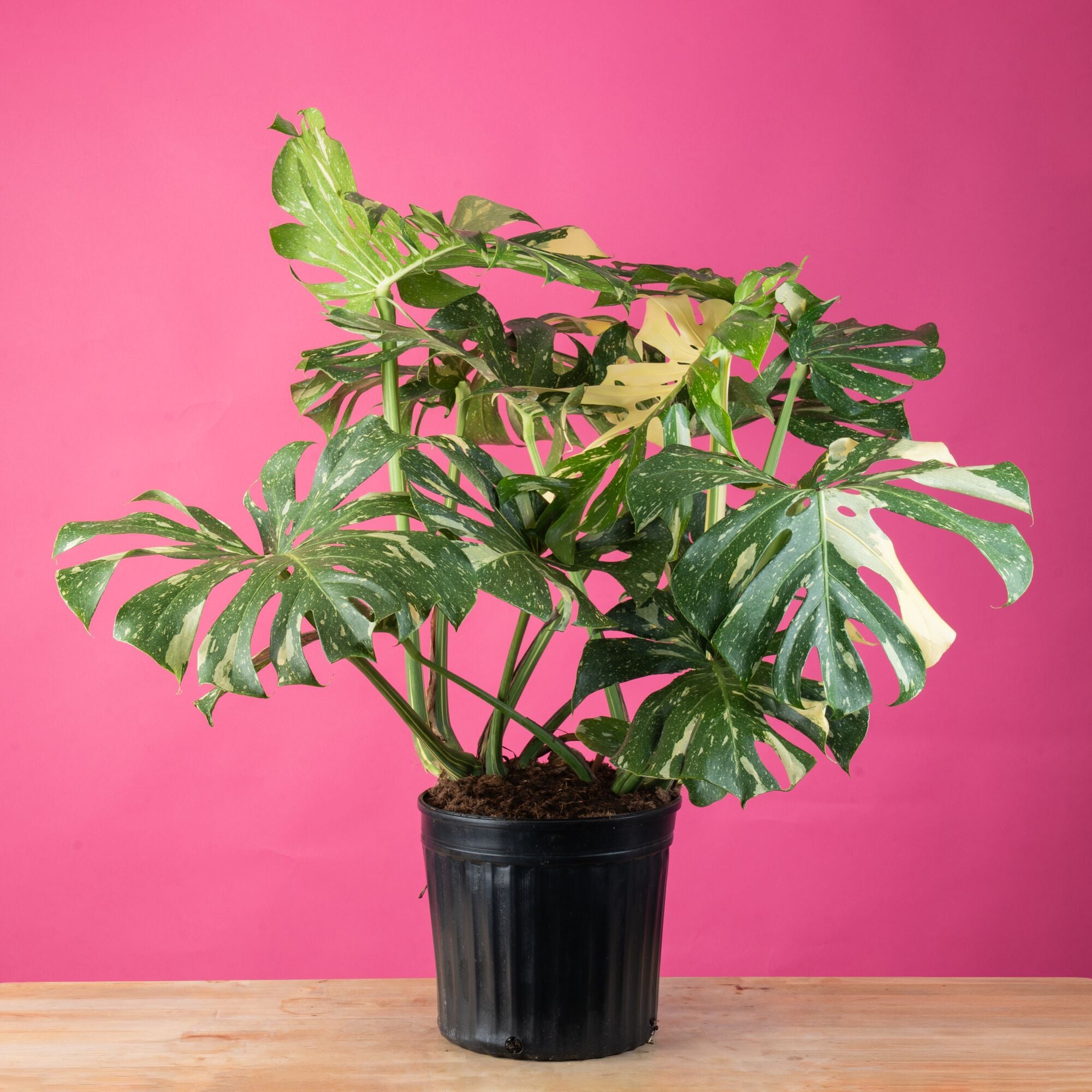 Thai Constellation | Extra large – Costa Farms