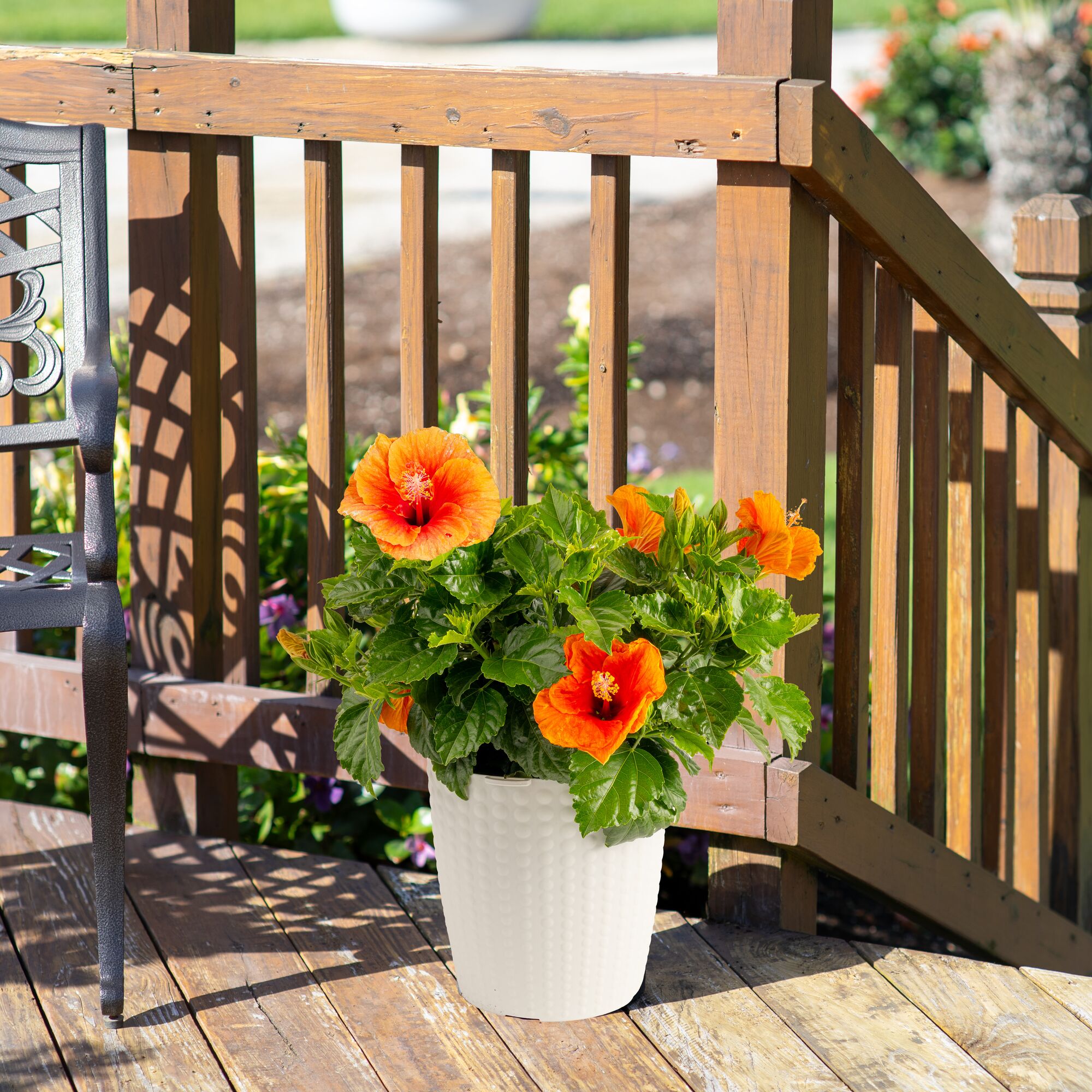 Tropical Hibiscus Apollo Garden | medium – Costa Farms