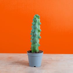 A 6in Burle Marx Flame plant is in a white self-watering container with a bright pick backdrop. The leaves are a unique pointed teardrop shape.