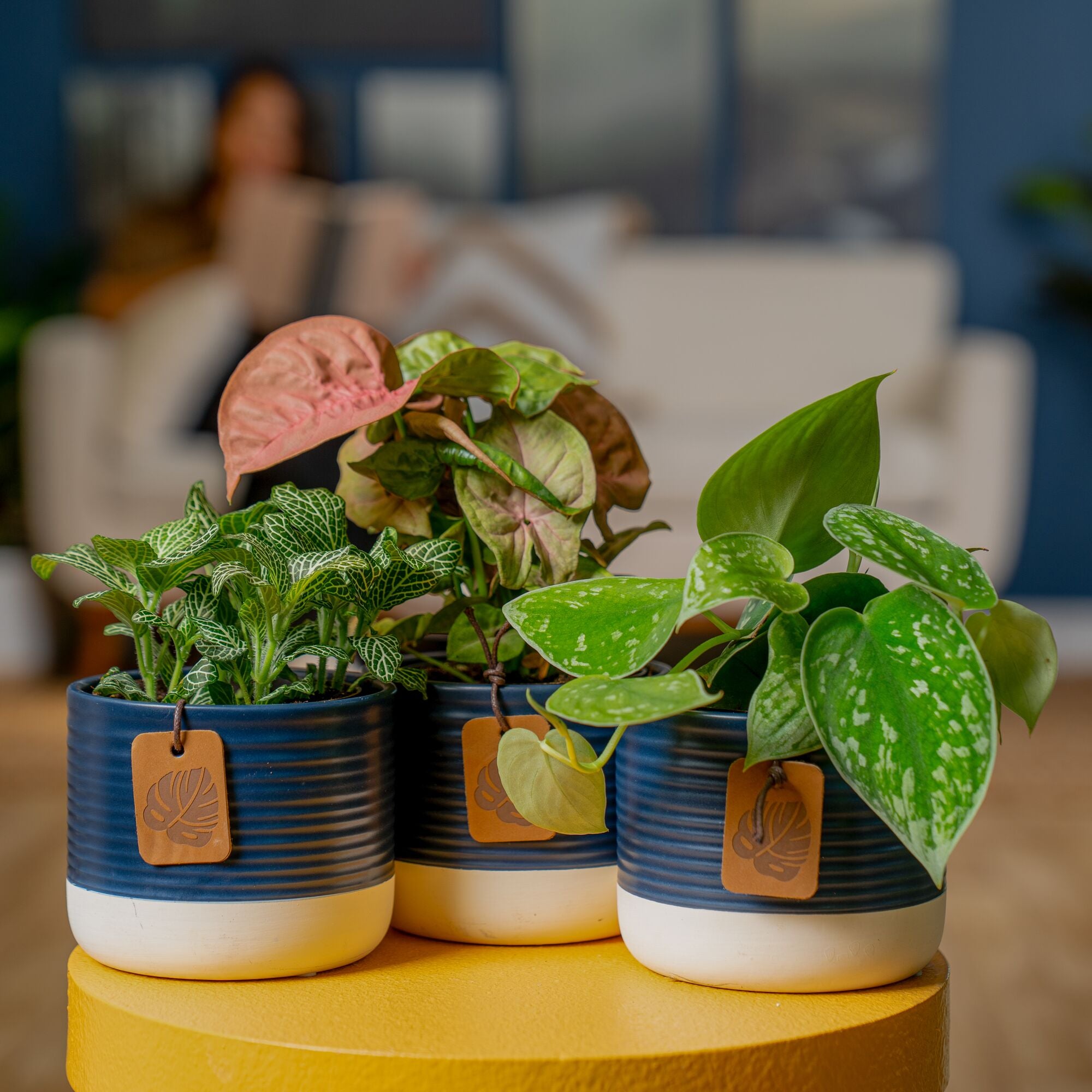 Exotic Angel Clean Air Three Pack | small – Costa Farms