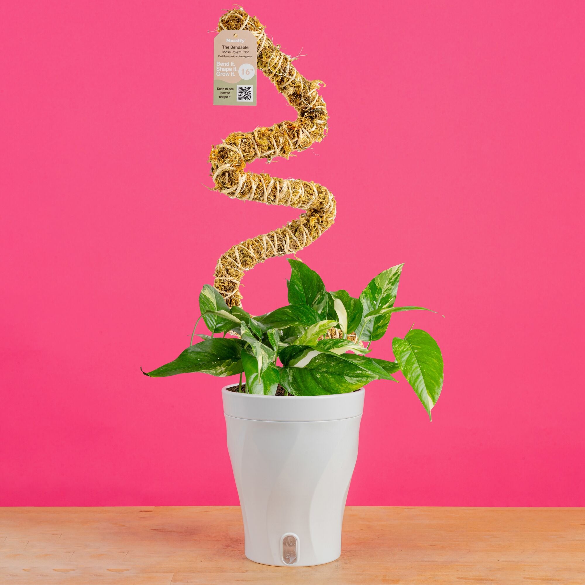 pothos buy Albo Pothos