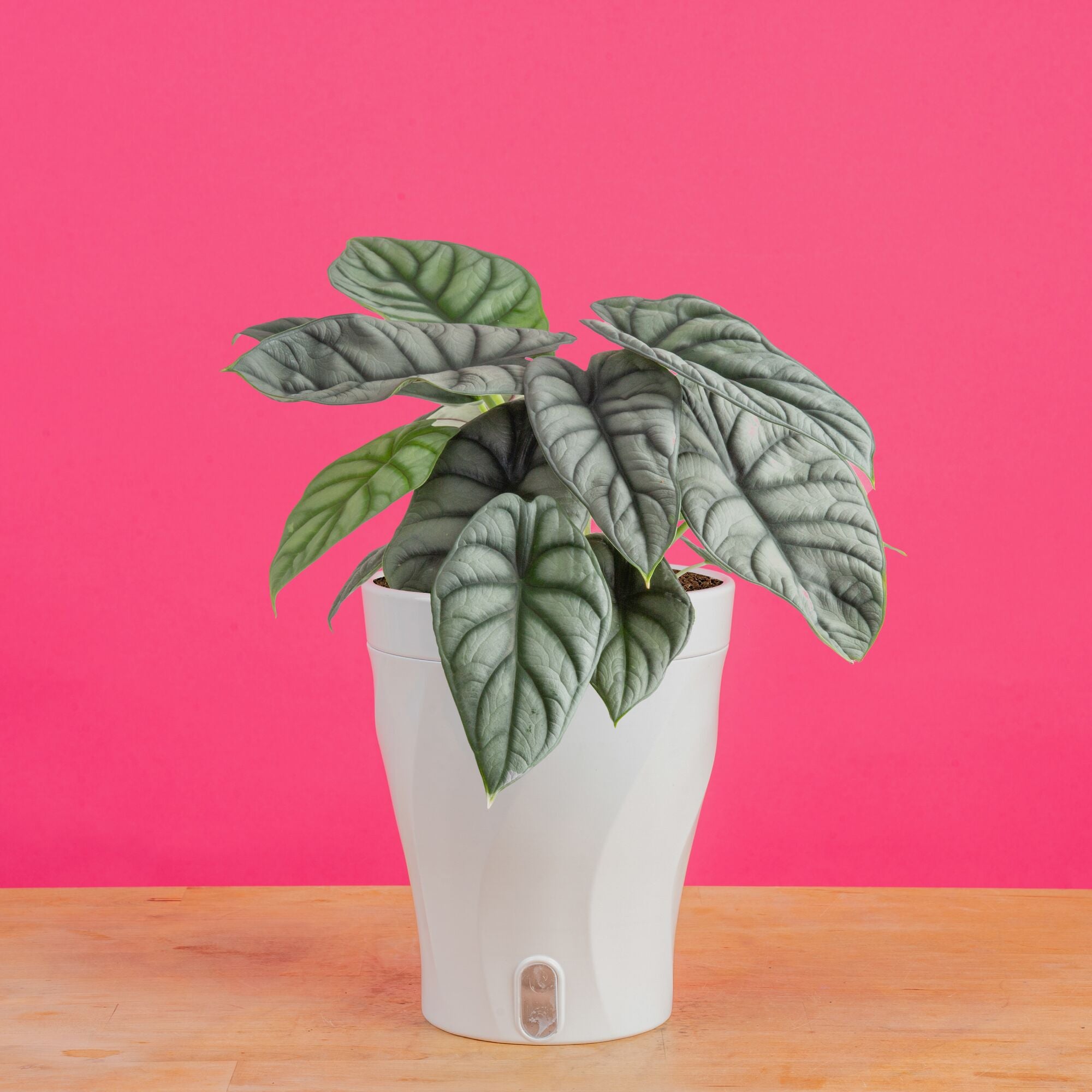 philodendron dragon scale Costa Farms Live 8-10 inch Tall Alocasia Silver Dragon, Medium Indirect Sunlight, Indoor House Plant
