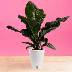 Anthurium Hookeri Dark | medium
