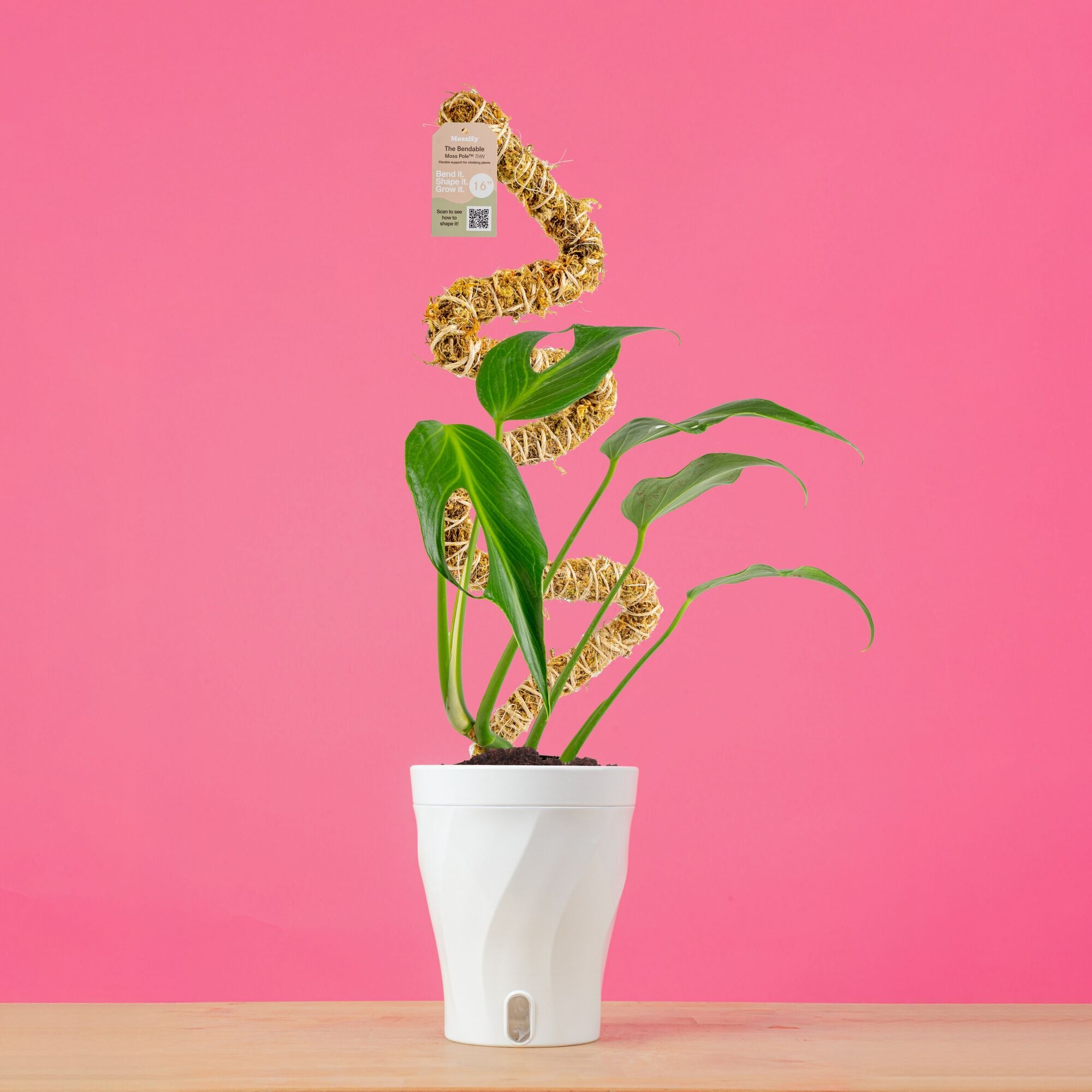 モンステラ Barle Marx's Flame Monstera 'Burle Marx Flame' – The Plant Lady SF